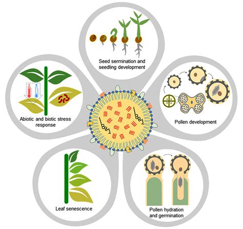 department of manpower development and placement|Ph.D. Student Position in Plant Developmental Biology.